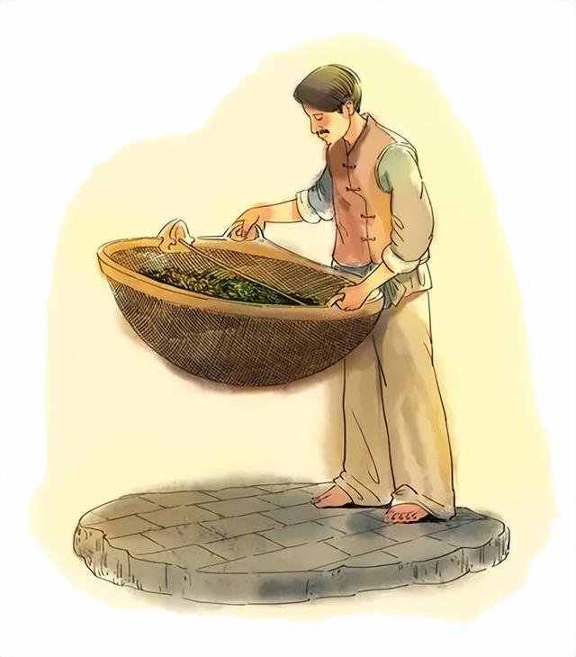 乌龙茶和铁观音的区别，乌龙茶与铁观音是一个茶吗有什么区别（乌龙茶铁观音为什么要摇青）