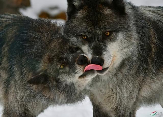 雪豹后传之苍狼全集，雪豹三部曲是哪三部（狼群调虎离山在荒原伏击雪豹）