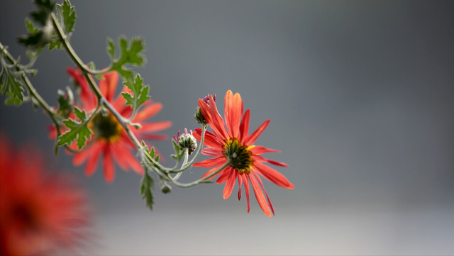 菊花的象征含义是什么，菊花象征的意义是什么（古人却赋予不同的象征意义）