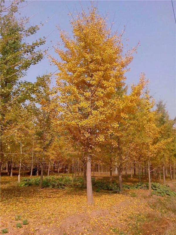 银杏树苗价格表，白果树苗价格多少钱一棵（银杏树多少钱一棵）