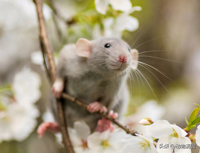 宠物鼠有几种，宠物鼠有哪几种（物种百科：花枝鼠）
