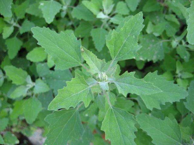 野生菜的种类，野生菜的品种有多少（农村公认最好吃的8种野菜）