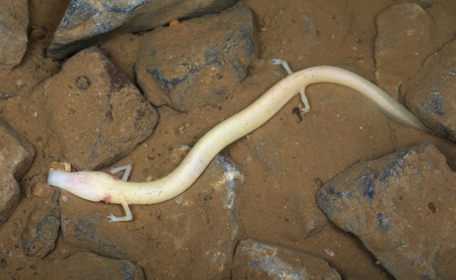 世界上最懒的动物，世界上唯一懒的动物（可7年不吃不喝不运动）