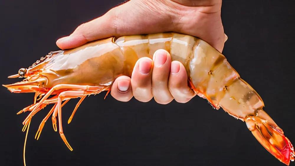 12种常见海虾高清图鉴大全，附带详细名称与形态特征介绍，助你轻松识别各类海虾品种。
