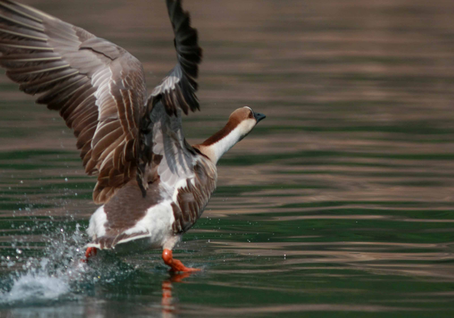 大雁象征着什么，大雁象征着什么成语（探析古代婚嫁送礼时总离不开大雁的成因）
