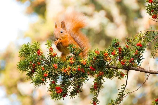红豆杉的功效与作用，红豆杉的功效与作用及副作用（国家一级珍稀濒危植物）