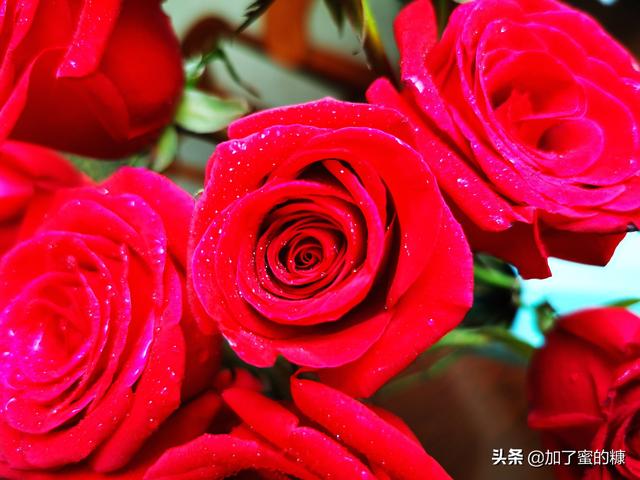 你就像带刺的玫瑰，红色是我的血染上去的。，你就像带刺的玫瑰是什么歌（你的锋芒，就是玫瑰的刺图片）