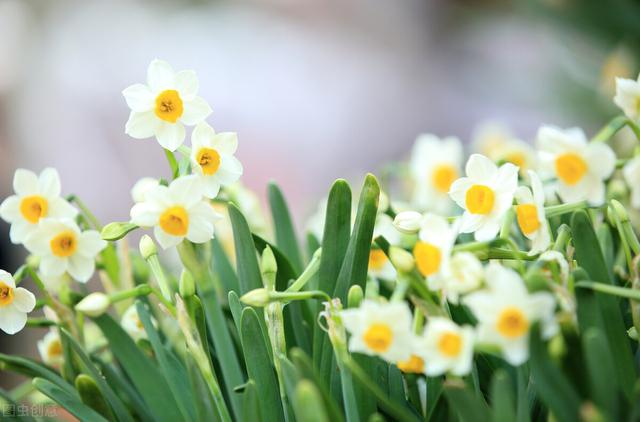 水仙花的寓意和象征，水仙花的寓意和象征意义是什么（水仙花的寓意，你知道吗）