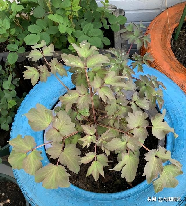 牡丹什么季节开花，菊花什么季节开花（种在花盆里的牡丹花，能养活吗）