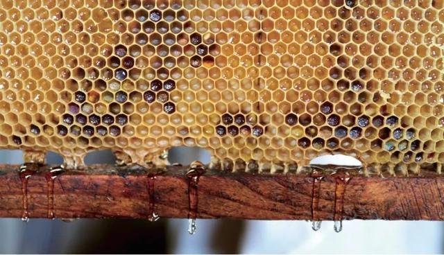 哪种蜂蜜最好，蜂蜜爱好者不容错过的顶级好蜜