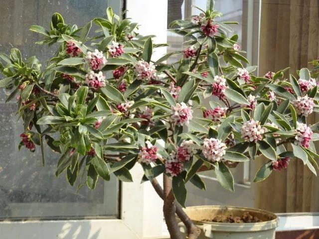 比香水还好闻的5种花，这4种香香花