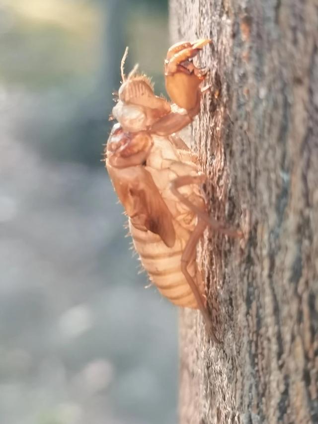 蝉蜕的功效与作用，蝉蜕的作用与功效（蝉蜕：高风亮节，破茧重生之美）