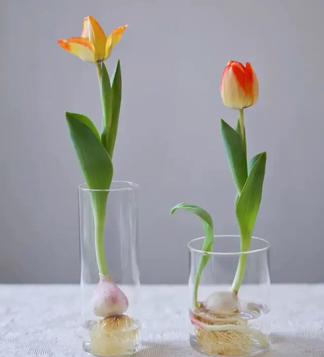 郁金香可以水培吗，郁金香水培的正确方法教程（让你在春节观赏到多彩的水培郁金香）