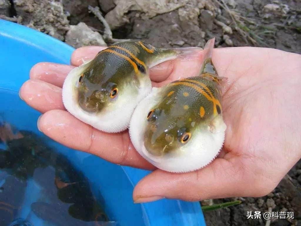 十大最毒的海螺(比眼镜王蛇更毒) - 去钓鱼