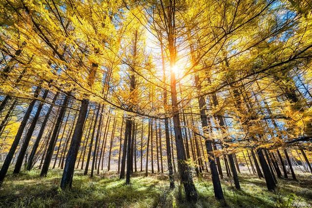 草原旅游去哪里好草原旅游胜地，草原旅游胜地有哪些（来这个内蒙最美的草原吧）