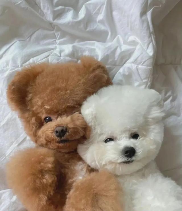 美丽背景图片  ❤️，美丽背景图片大全 唯美 梦幻（一组高级感满满的微信女头）