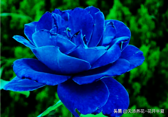 11朵玫瑰代表什么意思，十一朵玫瑰代表什么意思（不同颜色玫瑰花代表含义是什么）