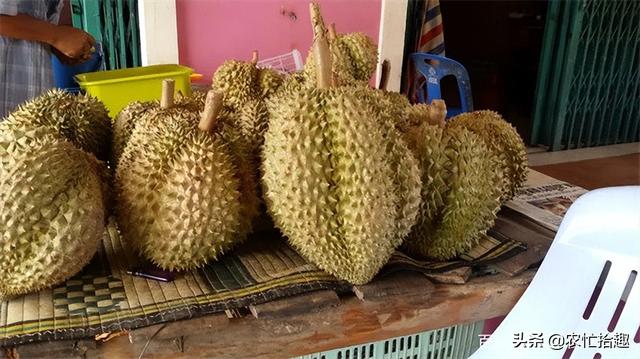 榴莲什么时候最便宜，哪个季节的榴莲最便宜（如今跌至23元一斤）