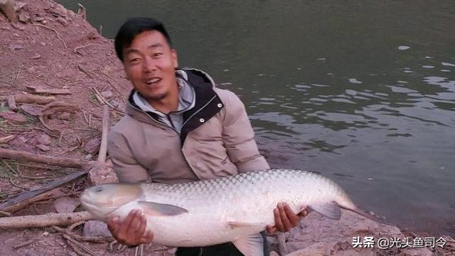 鲤鱼能活多少年，野生鲤鱼一年能长多大（“四大家鱼”最大能长多大）