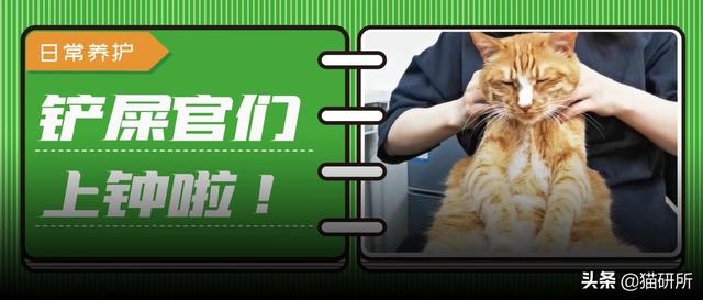 怎样抱猫咪最舒服，怎样抱猫咪最舒服图片（史上最全猫咪按摩宝典）