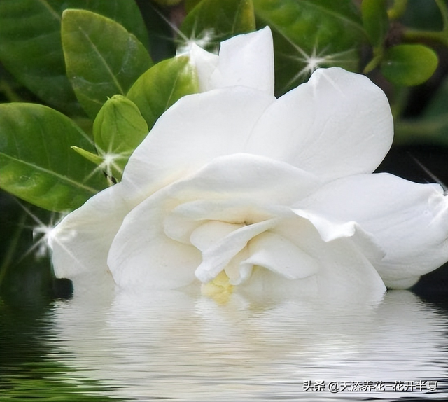 栀子花花语是什么，小叶栀子花图片（栀子花的花语，浪漫又凄美）