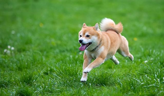 最不忠心的五种狗，最忠心的五种狗（最“忘恩负义”的5种狗）