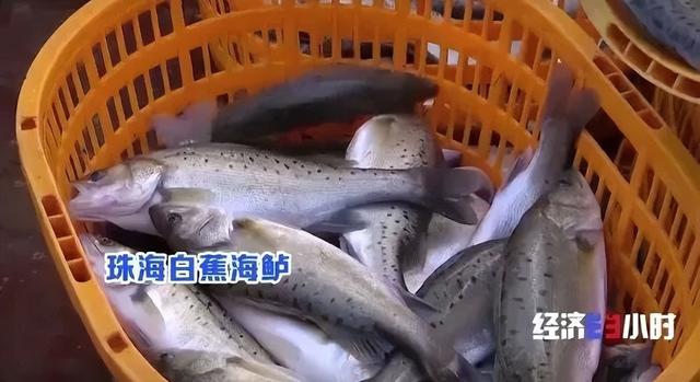 国家地理标志保护产品白蕉海鲈，白蕉海鲈再度霸屏央视