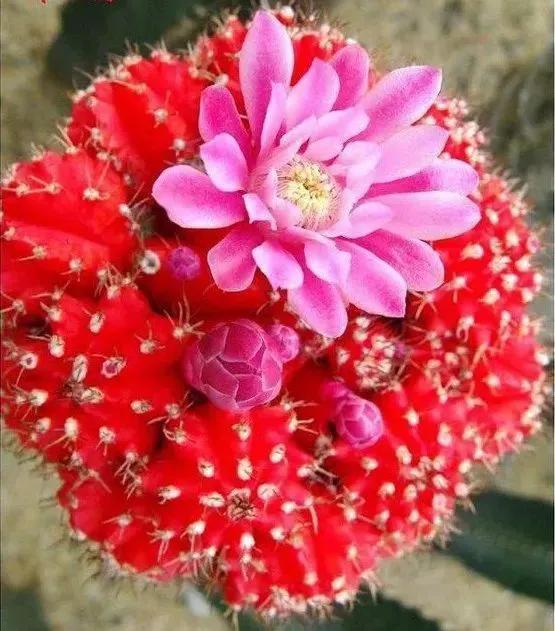 仙人掌开花图片，八种开花勤快的仙人掌植物（40多种罕见的仙人掌开花图）