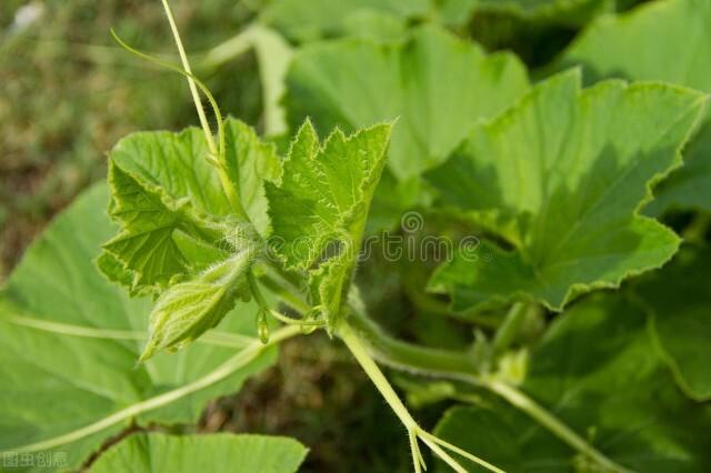 绿色蔬菜有哪些，新鲜绿色蔬菜有哪些（多吃这5样绿色食材）