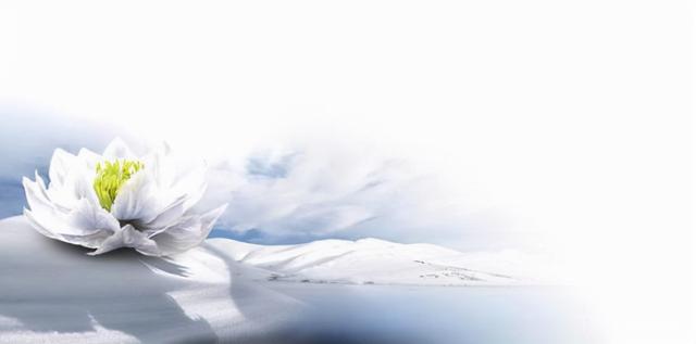 花，花好月圆人长久（72种鲜花欣赏图片）