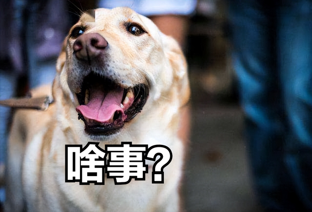 狗狗有这些表现是被主人养熟了，一只狗真正被你“养熟”了