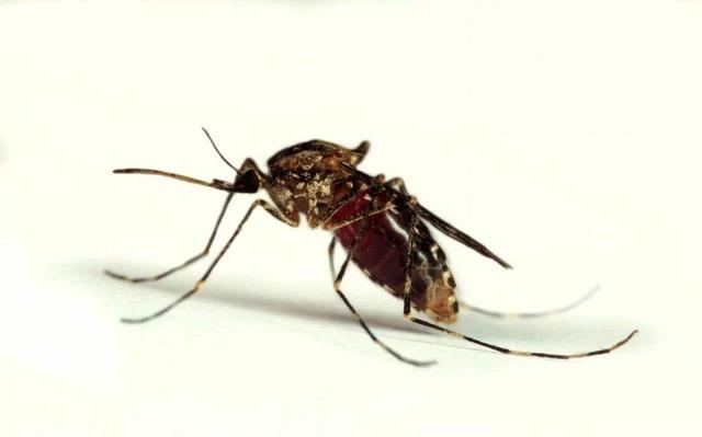 只有母蚊子才咬人，是真的吗，只有母蚊子才咬人（它叮咬你只是涂点痒痒粉）