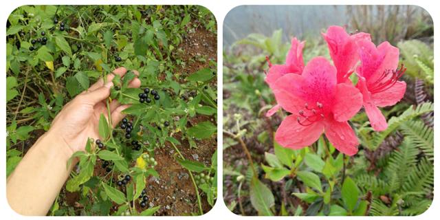 有哪些野菜可以吃，有哪些野菜可以吃视频播放（120种野菜介绍）