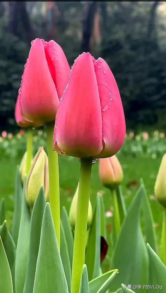 赏花的心情句子，赏花的心情句子唯美