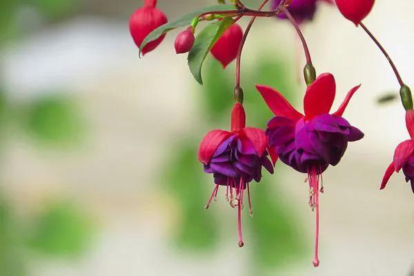 花的种类及花语，花的种类及各自花语（常见植物图鉴，出门识花不求人）