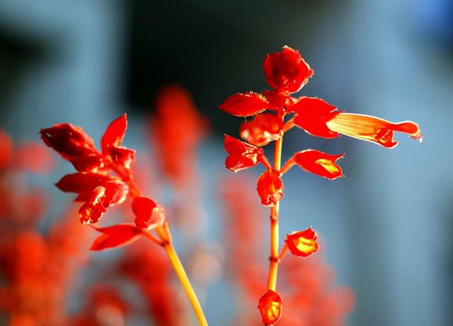花，花好月圆人长久（72种鲜花欣赏图片）