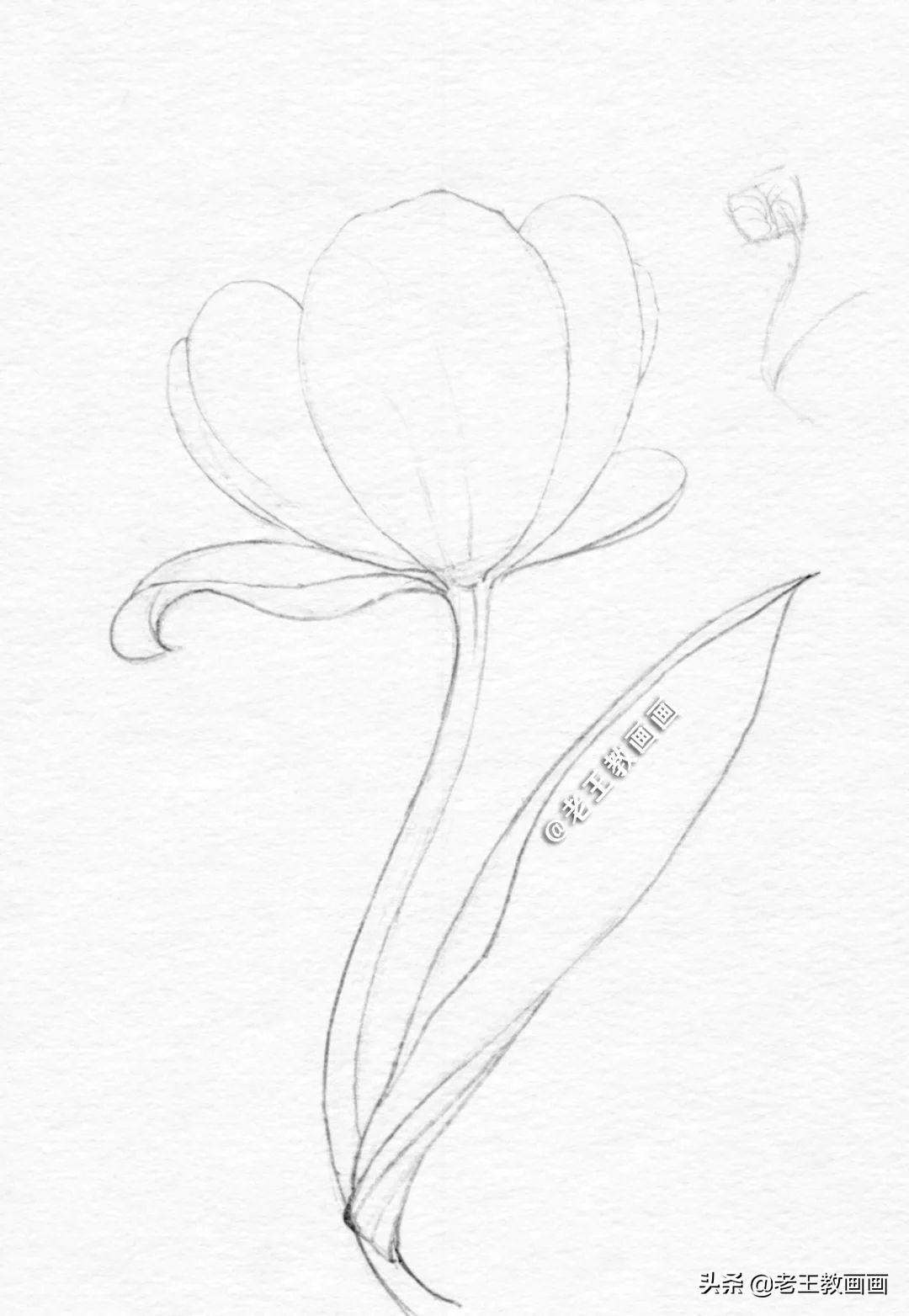 花朵图片绘画,不会用铅笔画花儿