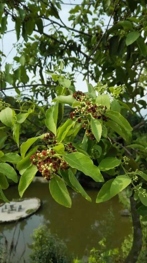 檀香木盆景图片，檀香木盆景养护与制作方法（它的生长好似半个动物孕化过程）