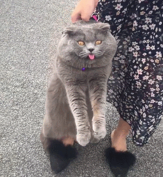 蓝猫是英短还是美短，美短（为什么“蓝猫”越来越多人养）