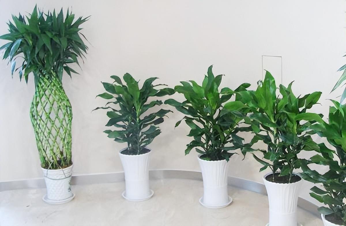 什么植物摆在办公室有避邪增旺的功效？ 什么植物放在办公室招财