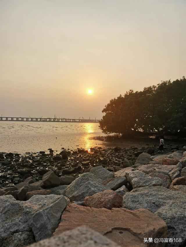 西湾红树林公园，宝安西湾红树林湿地公园建设