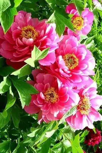 牡丹花的寓意和花语，牡丹花的花语和寓意是什么（牡丹花寓意、花语）