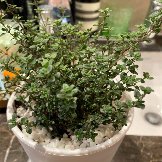 适合卧室养的花，卧室适合养什么花（卧室养4种花）