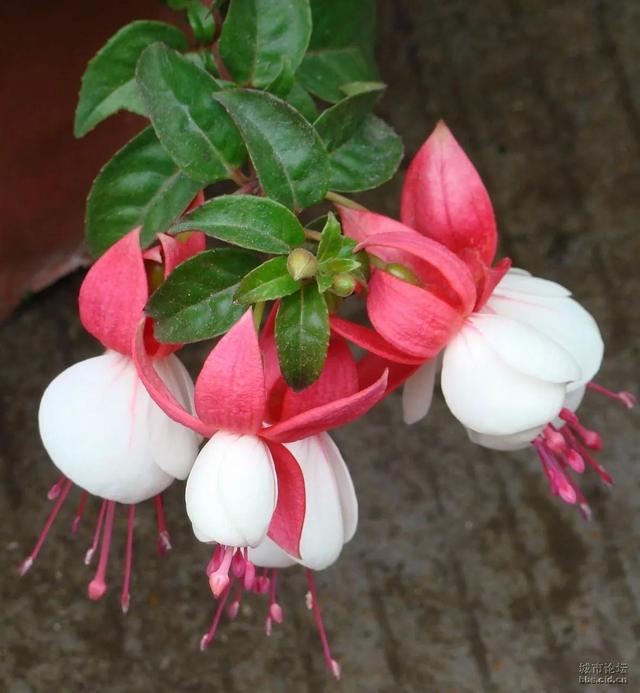 灯花有什么寓意，各种花灯的寓意（吉祥的灯笼花）