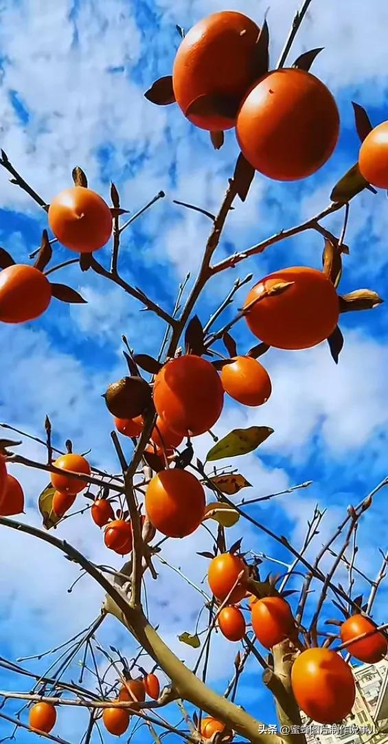 水果壁纸,水果壁纸卡通(丰收的喜悦图片)