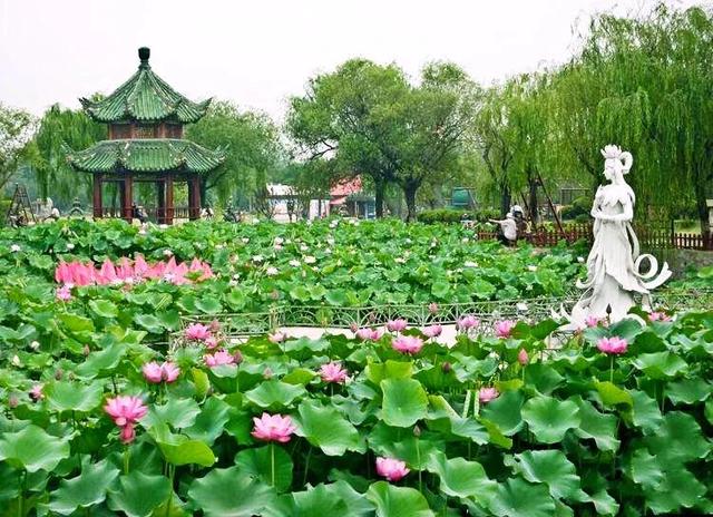 夏天荷花的描写，描写夏天荷花的景色（夏日荷花別样美）