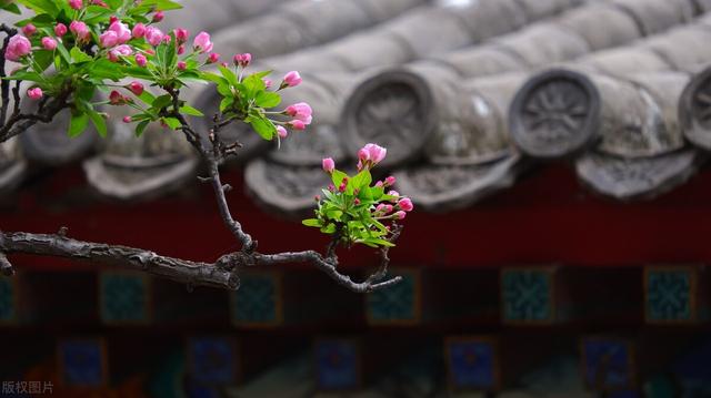 冬天种什么花好养活，冬天什么花好养活北方室内（冻不死的花草清单）