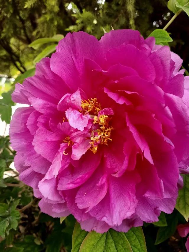 夸赞女人漂亮的句子，夸女人的美言佳句（女人如花，绚烂绽放，活出精彩）