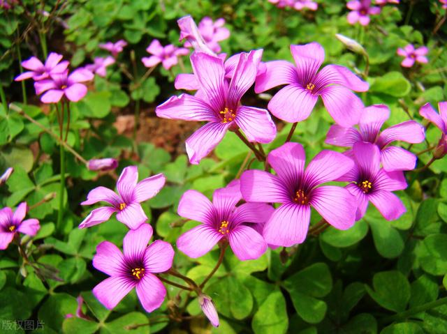世界上都有什么花，世界上最美丽的10种花（不用管就能长得很好）