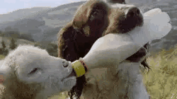 壁虎能长多大，为什么家里有壁虎一定要打死（“以为买了个壁虎）